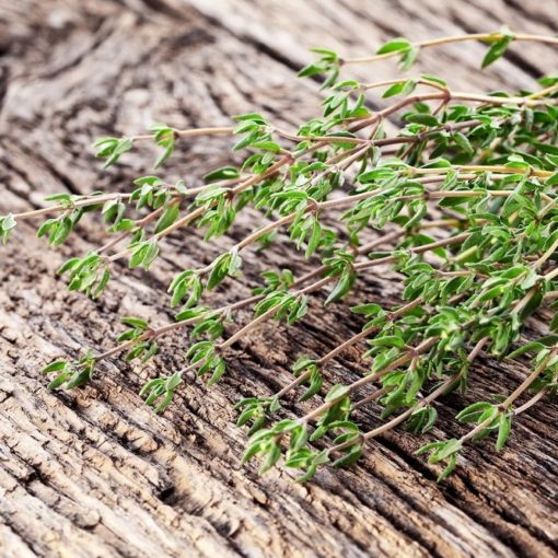 Par quoi remplacer le bouillon de poisson ? - Épices Review