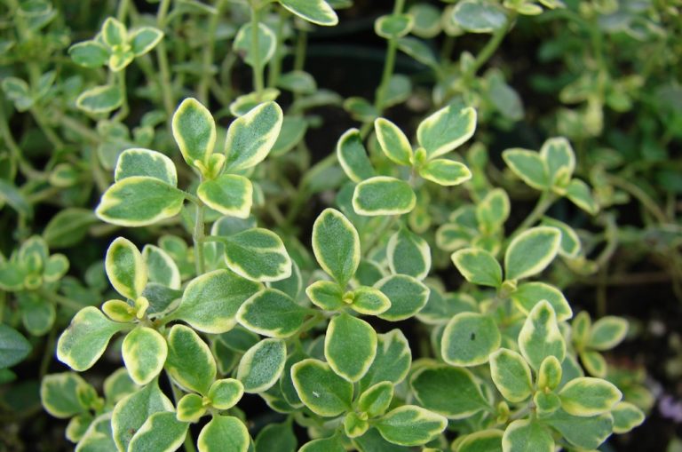 Par quoi remplacer le lait de coco ? - Épices Review