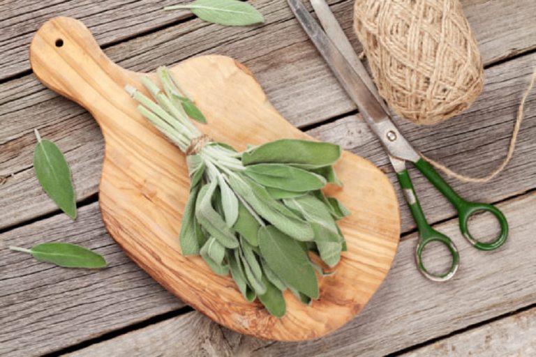 Comment cuisiner avec de la sauge ? - Épices Review