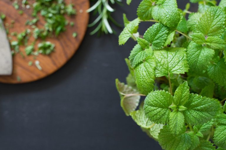 Par quoi remplacer la mélisse ? - Épices Review