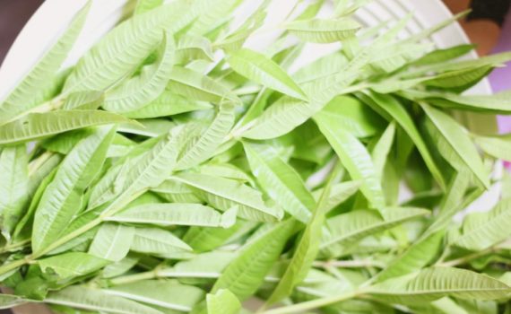 Par quoi remplacer la verveine citronnelle ?
