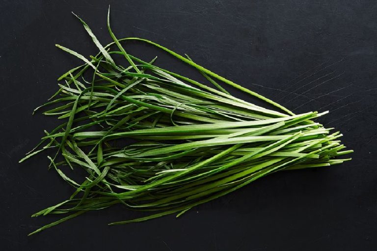 Est-ce que la ciboulette repousse ?