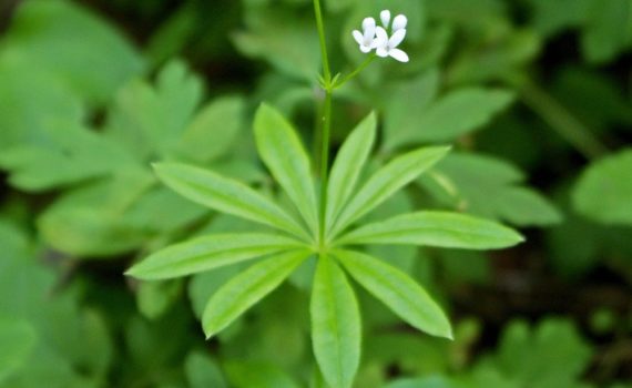 Qu'est-ce que l'aspérule odorante ?