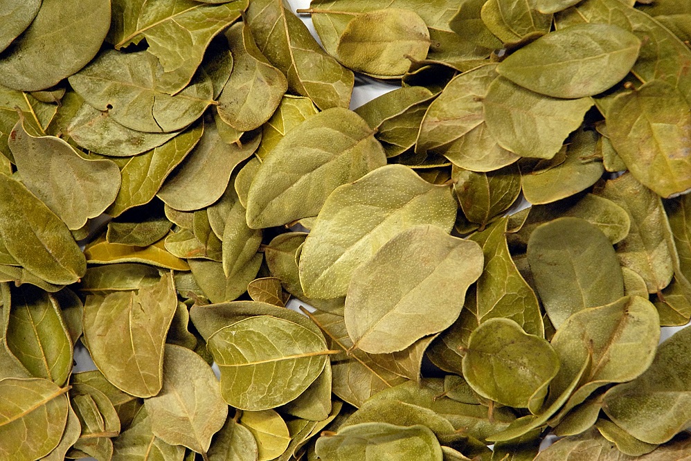 Que sont les feuilles de boldo ?