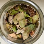 Comment faire sécher des feuilles de laurier ?