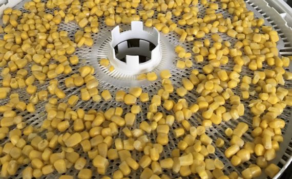 Comment faire sécher des grains de maïs ?