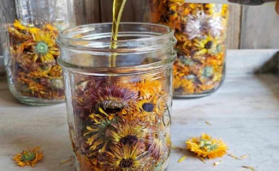 Comment faire de l'huile de calendula ?