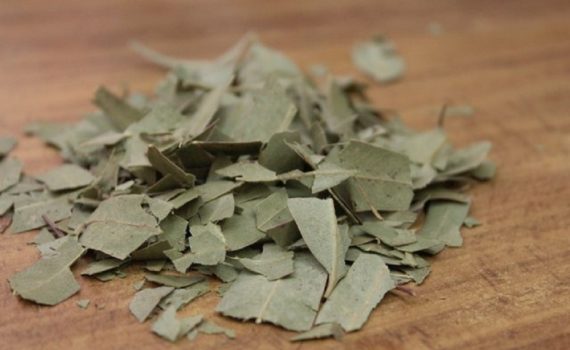 Comment faire de l'huile d'eucalyptus ?